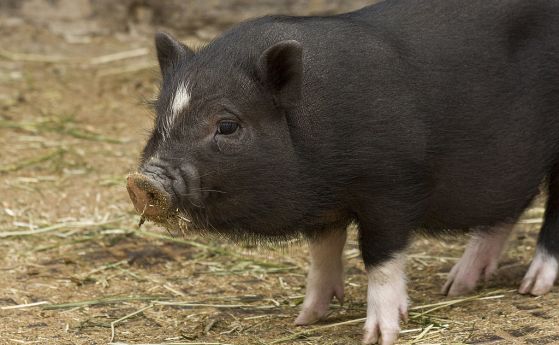 БАБХ потвърди второ огнище на Африканска чума при домашните свине