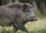 Кабинетът отпусна 3,7 млн. лева заради Африканската чума по свинете