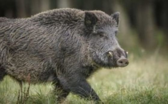 Правителството одобри допълнителни разходи в размер на 3 7 млн лв