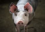 За първи път в област Бургас е регистрирано огнище на Африканска чума при домашните свине