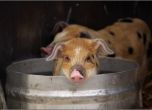 В Бургаско започва евтаназия на животни заради чума по свинете