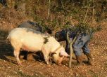Първо огнище на Африканска чума по свинете във Враца