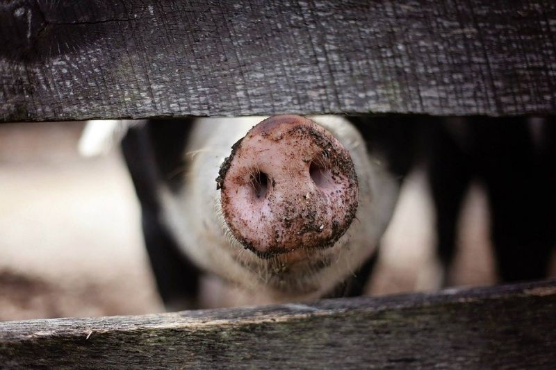 Започна умъртвяването на 17 хил. животни от свинекомплекса в село