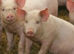 Експерт: Няма месо от заразените свине в магазините