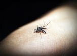 Резистентна към медикаменти малария покосява в част oт Азия