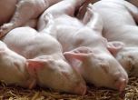 Ново огнище на Африканска чума във ферма в Голямо Враново с 30 000 прасета