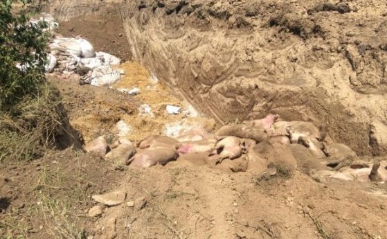 Погребват и живи прасетата в Русенско