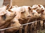 Властите в Добрич призоваха да се колят прасетата и да се консервират