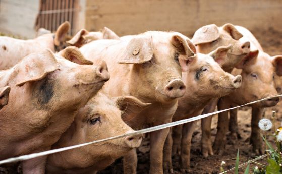 Властите в Добрич призоваха да се колят прасетата и да се консервират