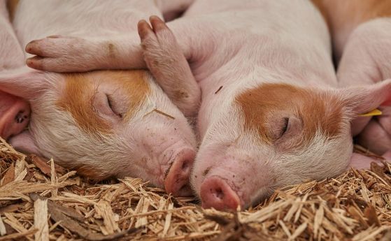  Свинското нарастна с 25-30% и ще нараства още поради чумата 