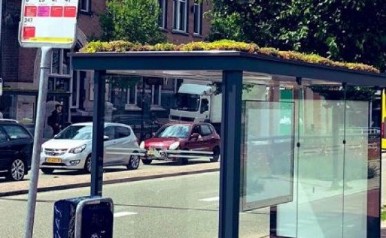 Холандски град направи автобусните си спирки атрактивни за пчелите