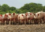Първи протести на земеделските стопани срещу избиването на домашни прасета