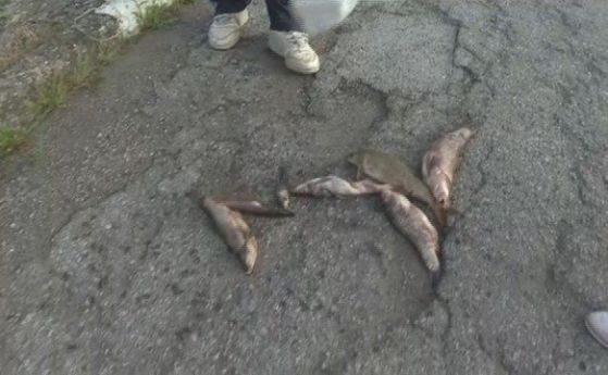 Тонове мъртва риба в река Искър