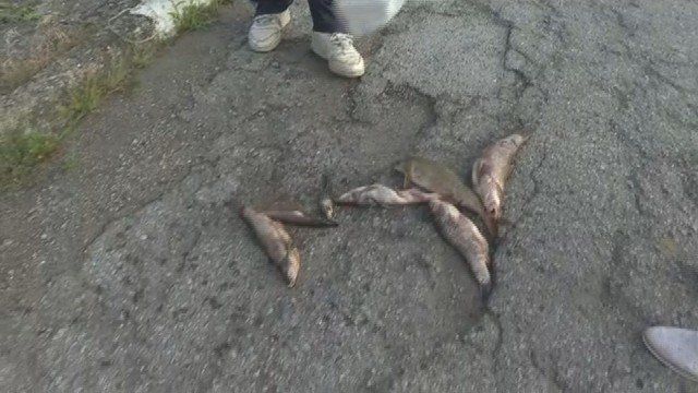 Тонове мъртва риба са открити в река Искър до село