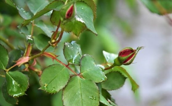 Слънчев ще е денят днес ще има и облаци но