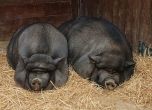 Още една ферма с хиляди свине е засегната от Африканската чума, този път в Силистренско