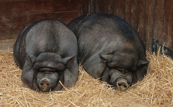 Още една ферма с хиляди свине е засегната от Африканската чума, този път в Силистренско