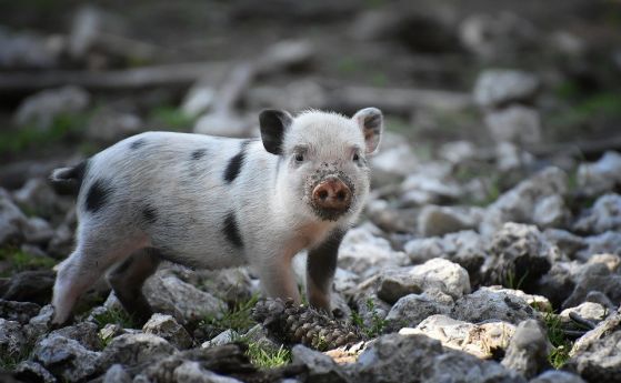 Агенцията по храните проспа навлизането на чумата по свинете в България
