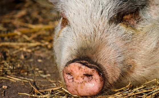 БАБХ започва проверки в дворовете на хората в Пазарджишко за живи прасета
