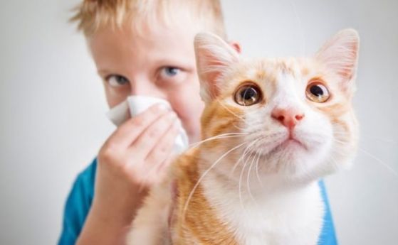 Учени разработиха ваксина срещу алергия към котки | Здраве | Новини от  България и Света | OFFNews.bg