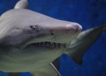 Нова защита срещу улова на акули и риби скат: видовете почти изчезнали от океаните