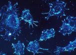 Натурален протеин може да презареди имунната система за борба рака, твърдят учени