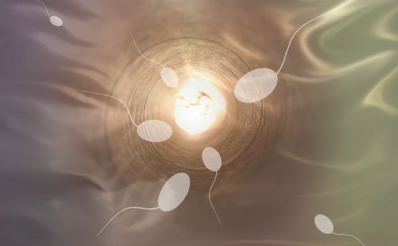Наполовина е намаляло количеството на сперматозоидите при мъжете, показват изследвания