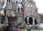 Падна върбата пред Св. Седмочисленици (снимки)
