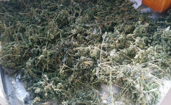 18 кг марихуана бе открита в Русенско