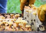 Започна Европейската гражданска инициатива за опазване на пчелите и земеделието
