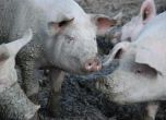 Отпускат 3,7 млн. лева за мерки срещу чумата по свинете
