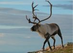 Северните елени гладуват, затоплянето намалява пасищата им