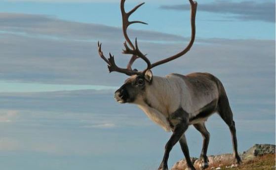 Северните елени гладуват, затоплянето намалява пасищата им