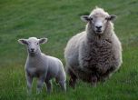 Фонд 'Земеделие' спасява овце във ферма от гладна смърт