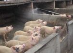 Подозрения за африканска чума в свинекомплекс в Северна България