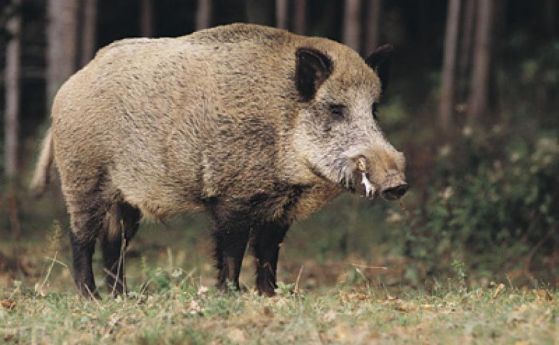 Диво прасе направи обиколка на центъра на Перник