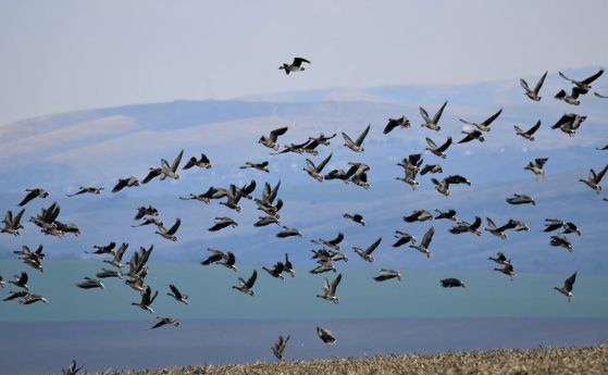 Над 100 души ще преброят зимуващите водолюбивите птици в България