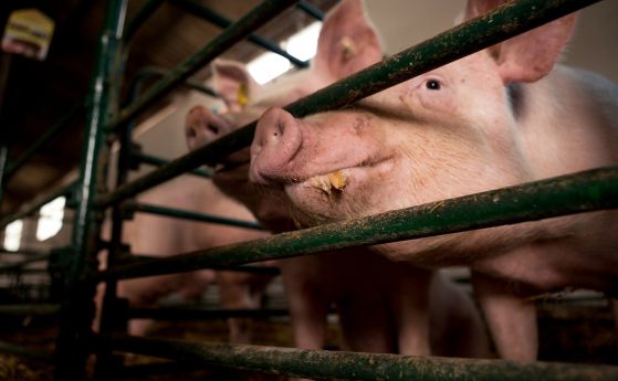 Рекордно поскъпване на свинското: ръстът с 50% съперничи само на хиперинфлацията
