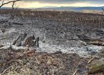 След пожара в Драгоманското блато - 80% унищожена растителност