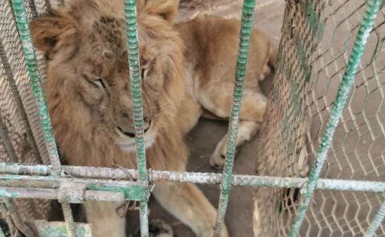 Четири лапи ще спасява животни в Судан