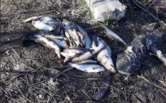 Основна версия: Предприятие за преработка пластмаса е отровило рибата в Марица
