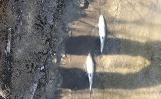 Още мъртва риба в река Марица
