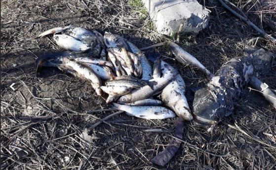 Замърсяването на река Марица край Пазарджик е преустановено, откриха причинителя