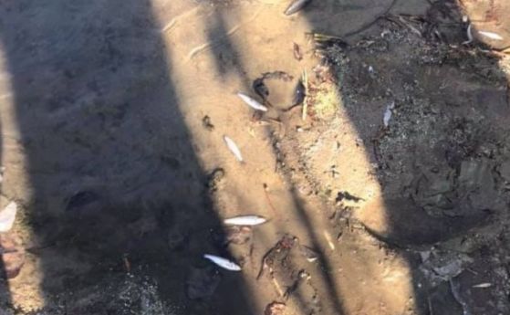 Тонове измряла риба при замърсяването на река Марица