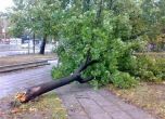 Паднали клони и дървета от вятъра в София