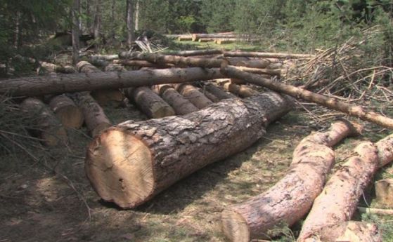 Повдигнаха обвинение на директора на горско стопанство във Велинград