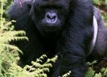 Мълния порази 4 горили от рядко срещан вид, включително бременна и бебе