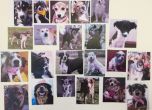 Роди ме, мамо, с късмет: 22 кучета от Екоравновесие с нови стопани в Германия на Св. Валентин
