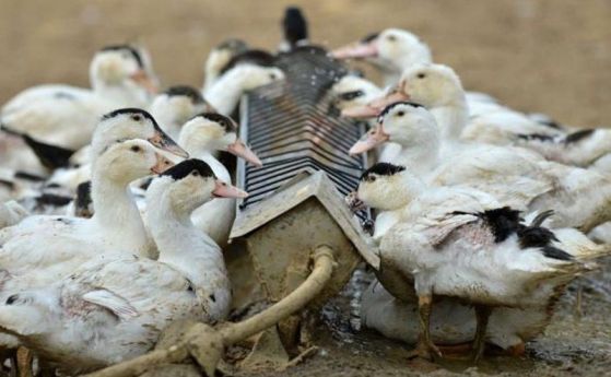 Взрив на птичи грип в Пловдивско