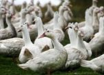 Умъртвяват 6 хил. патици във фермата край Раковски заради птичи грип
